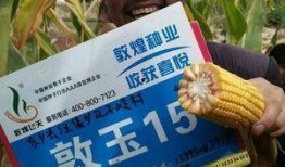 敦煌种业最新爆料